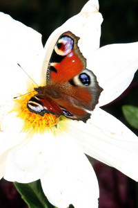 Schmetterling